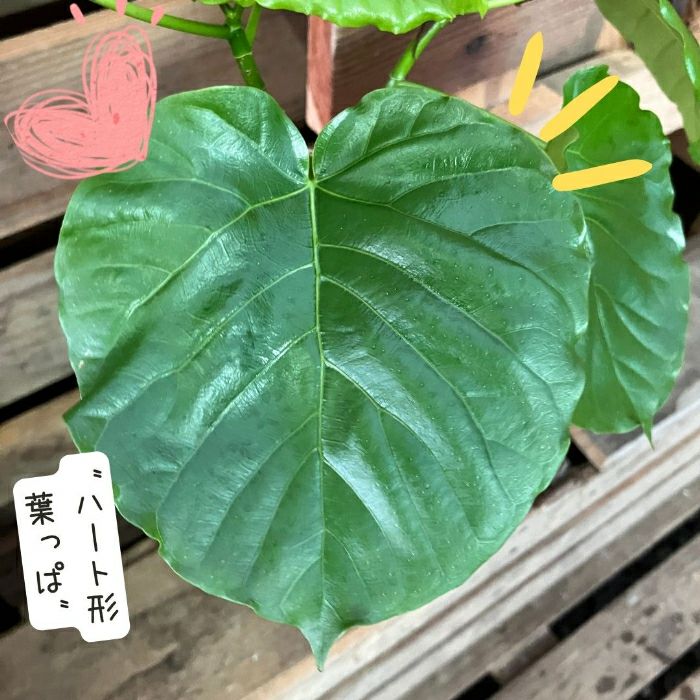 観葉植物現品販売