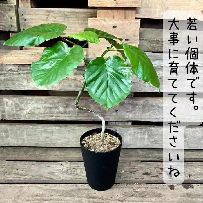 観葉植物現品販売