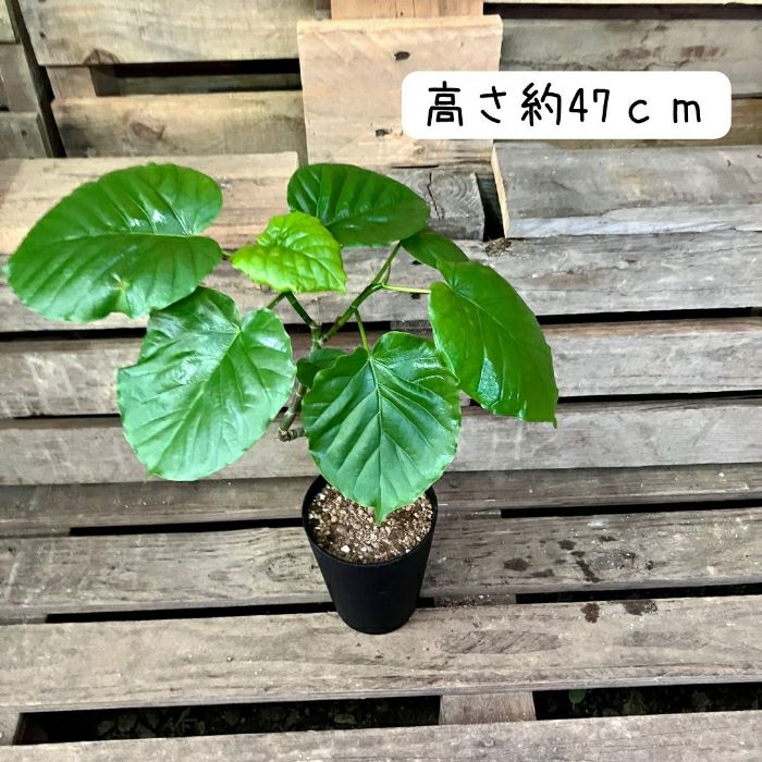 観葉植物現品販売
