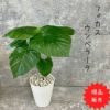 観葉植物現品販売