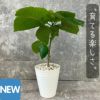 観葉植物現品販売