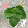 観葉植物現品販売