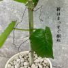 観葉植物現品販売