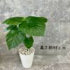 観葉植物現品販売