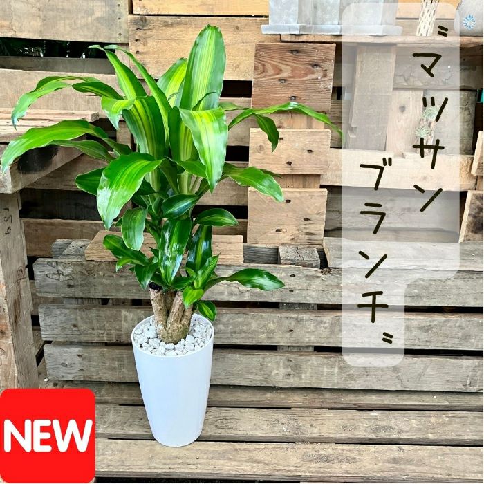 観葉植物現品販売