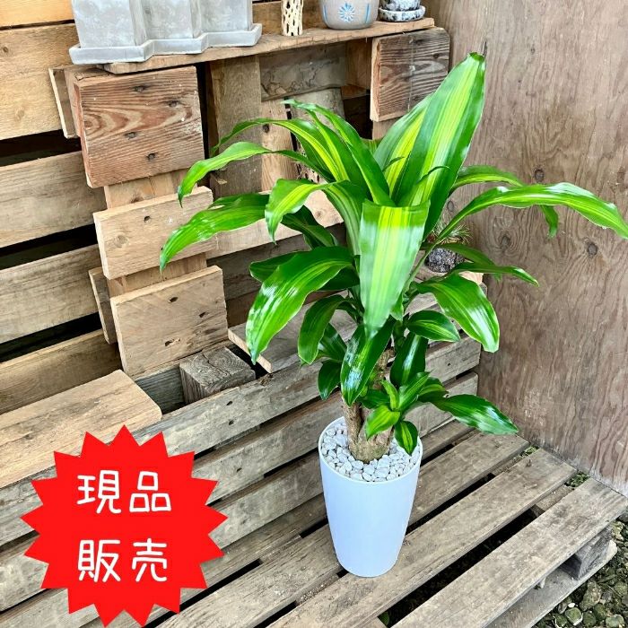 観葉植物現品販売