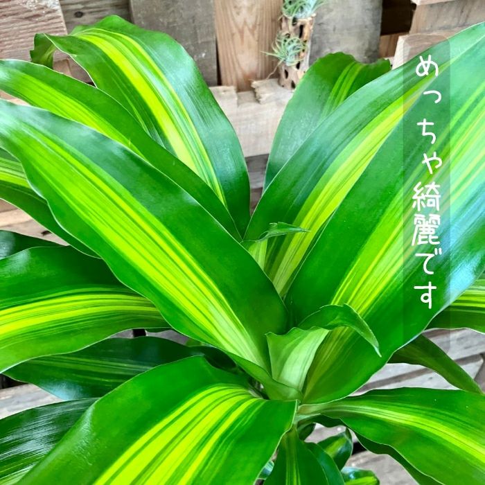 観葉植物現品販売
