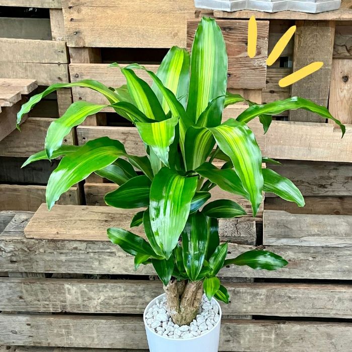 観葉植物現品販売