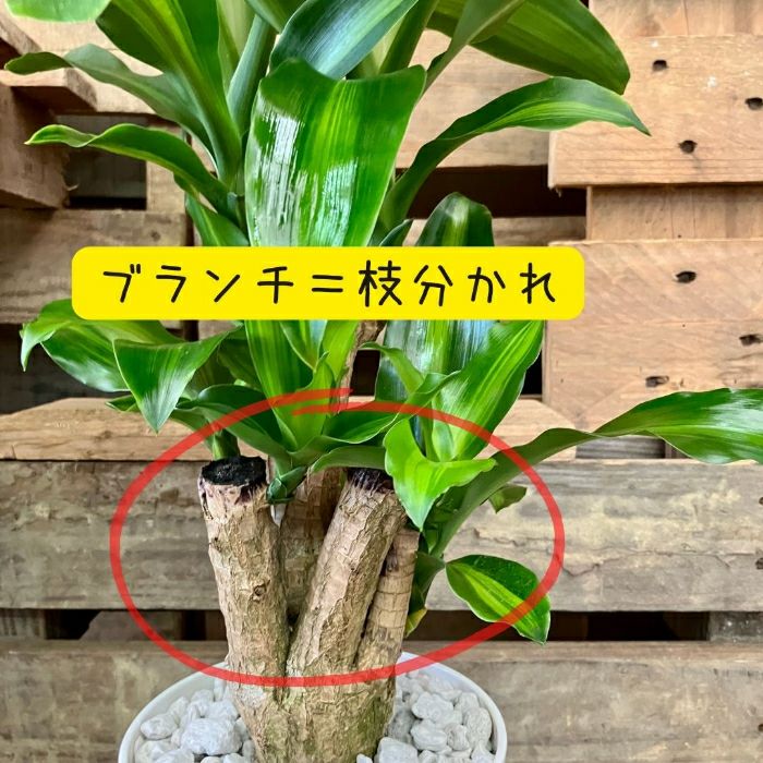 観葉植物現品販売