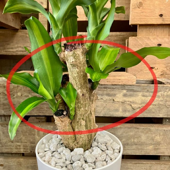 観葉植物現品販売