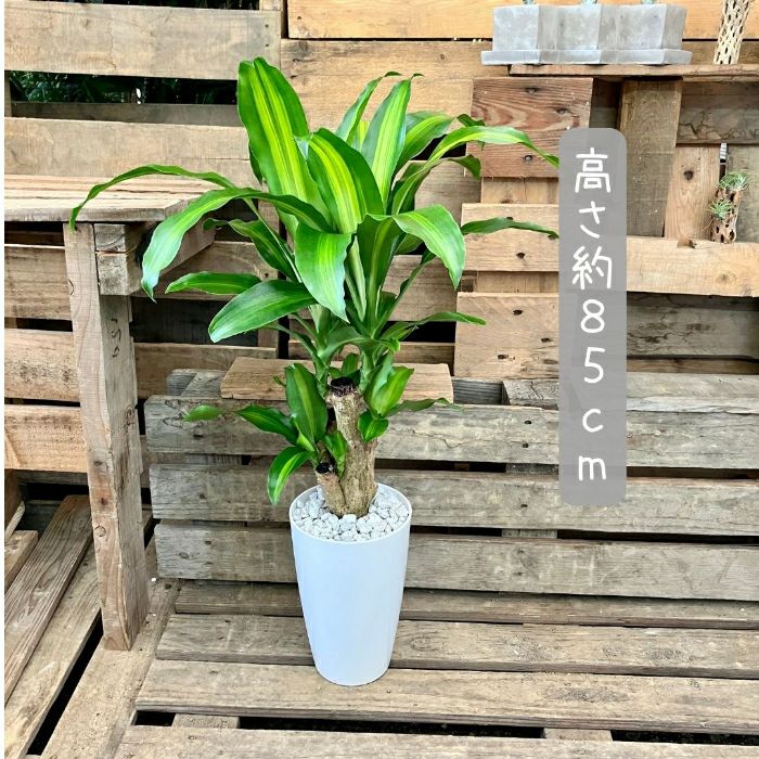 観葉植物現品販売