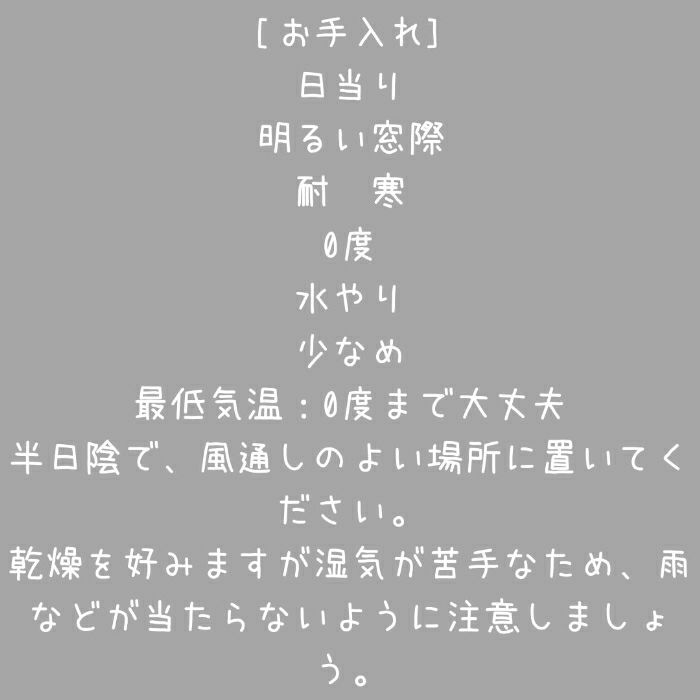 観葉植物現品販売