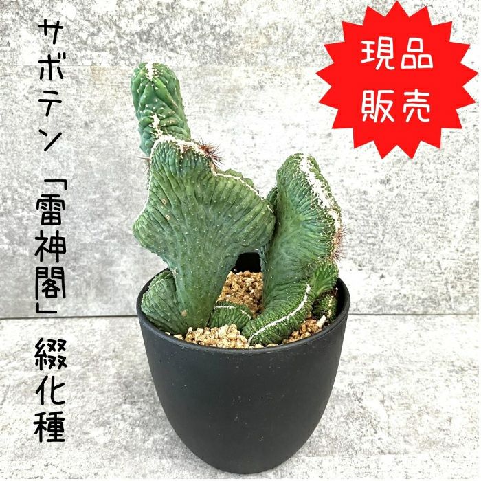 観葉植物現品販売