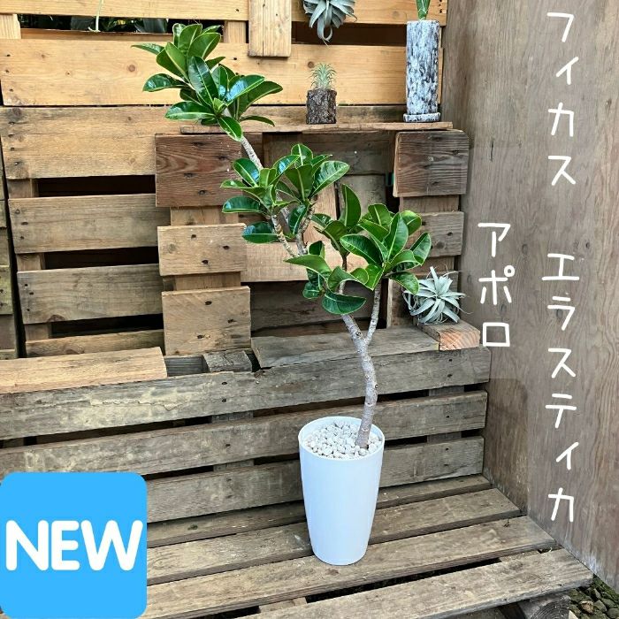 観葉植物現品販売