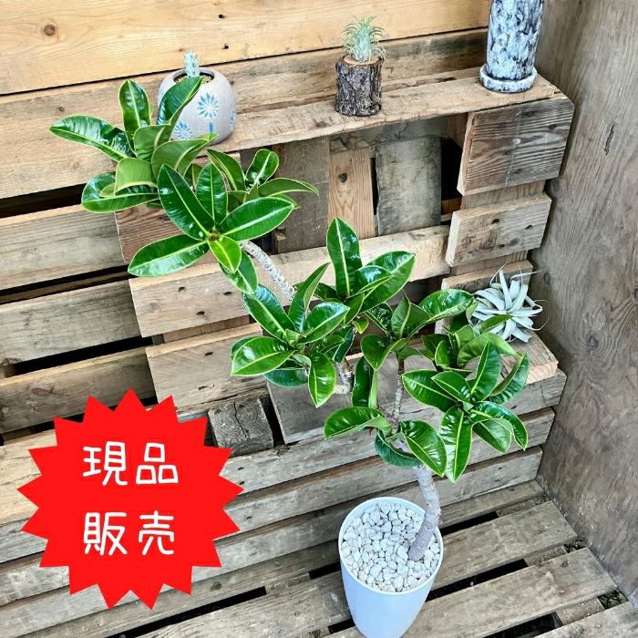 観葉植物現品販売