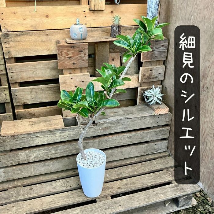 観葉植物現品販売