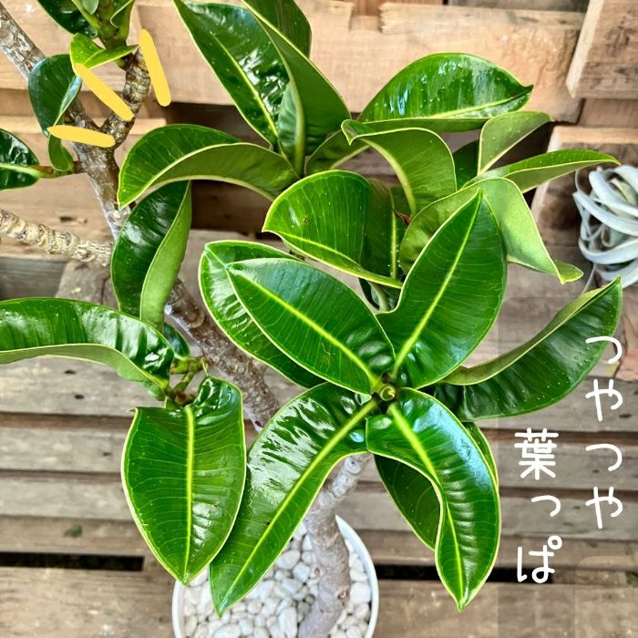 観葉植物現品販売