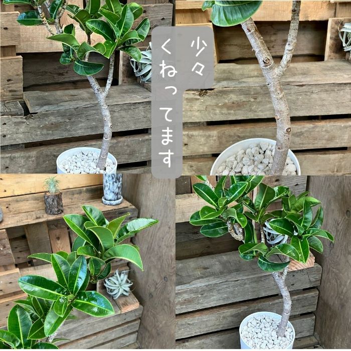 観葉植物現品販売