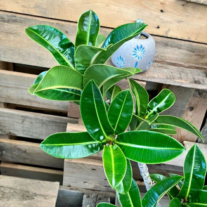 観葉植物現品販売