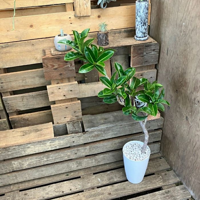 観葉植物現品販売