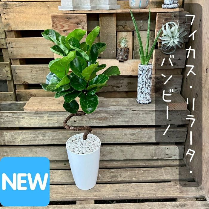 観葉植物現品販売