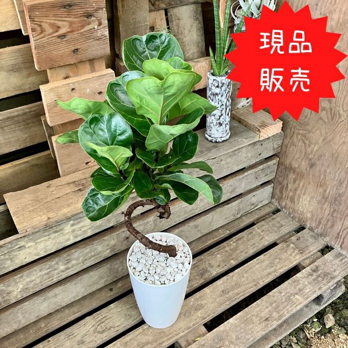 観葉植物現品販売