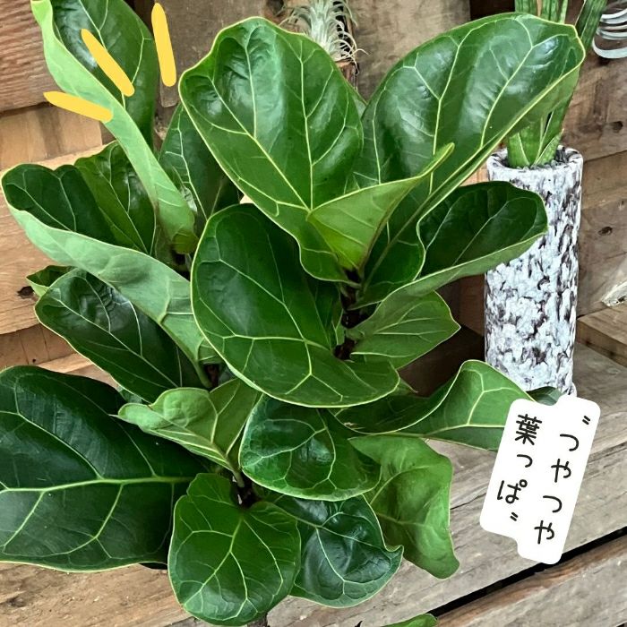 観葉植物現品販売