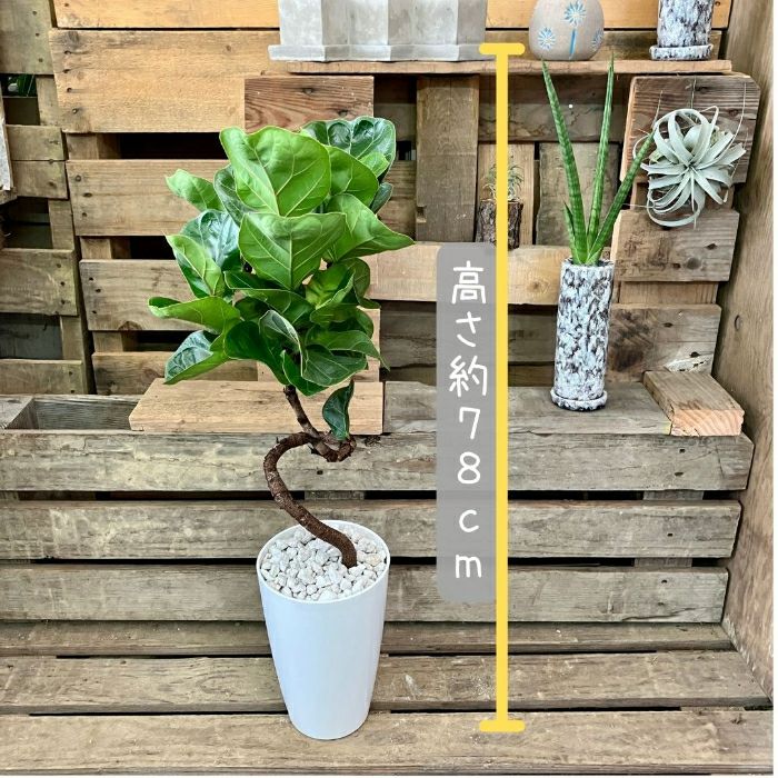 観葉植物現品販売