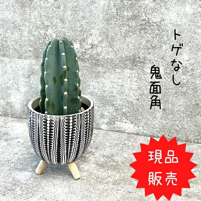 観葉植物現品販売
