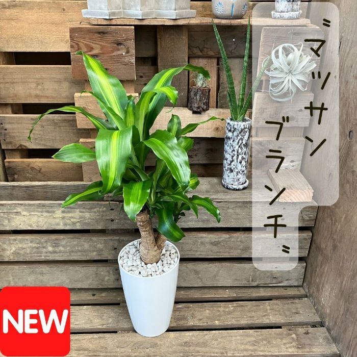 観葉植物現品販売