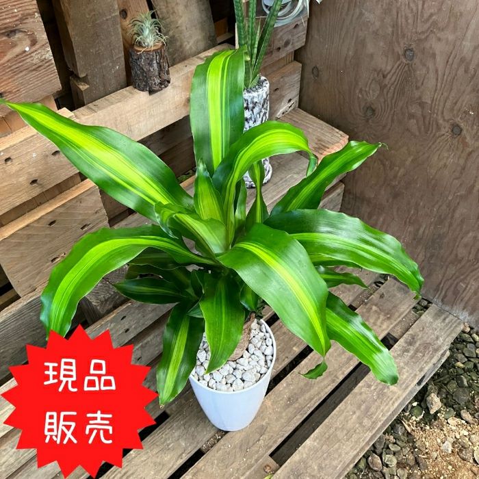 観葉植物現品販売