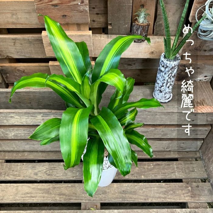 観葉植物現品販売