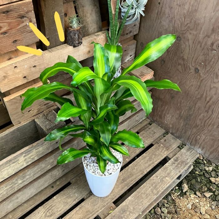 観葉植物現品販売