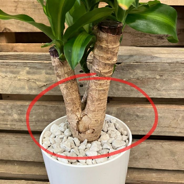 観葉植物現品販売