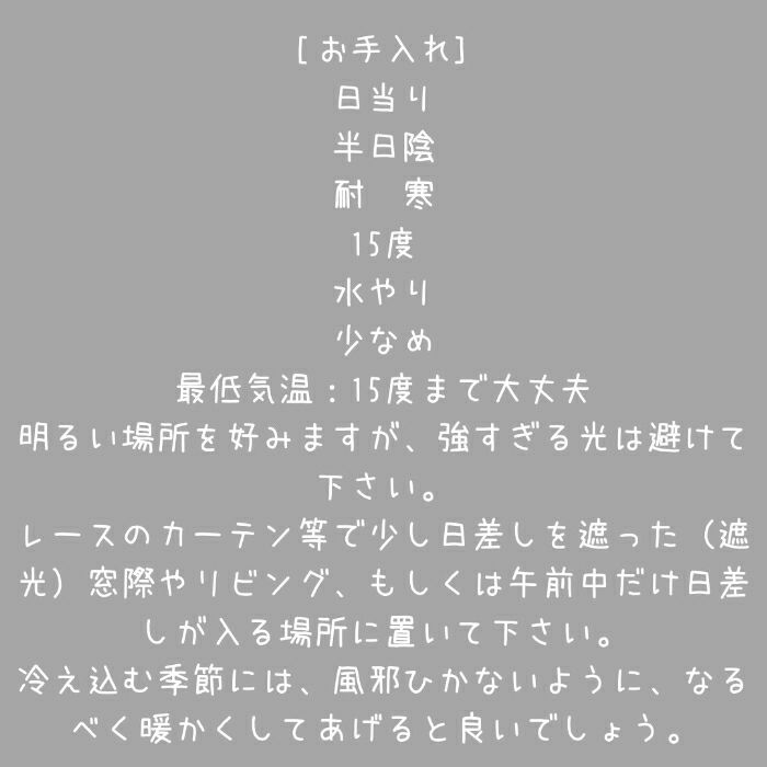 観葉植物現品販売