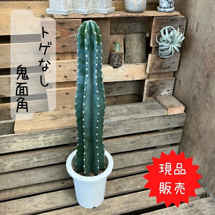 観葉植物現品販売