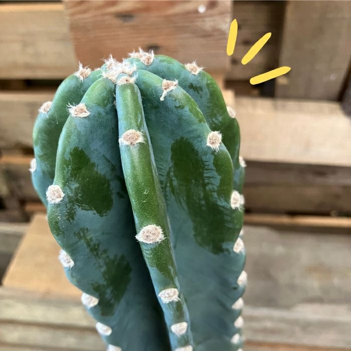 観葉植物現品販売