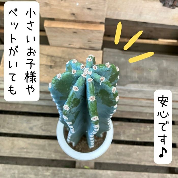 観葉植物現品販売