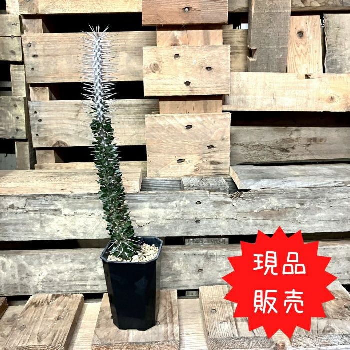 観葉植物現品販売