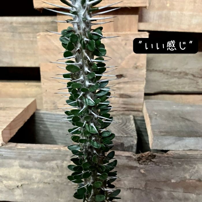 観葉植物現品販売