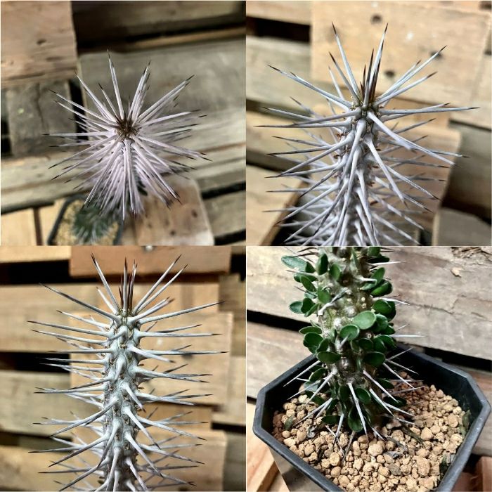 観葉植物現品販売