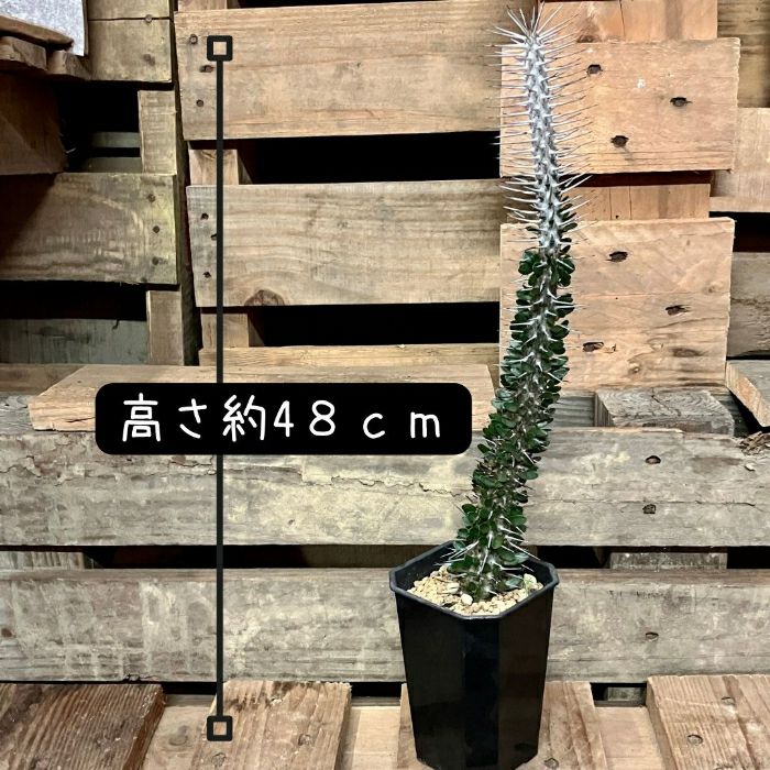 観葉植物現品販売