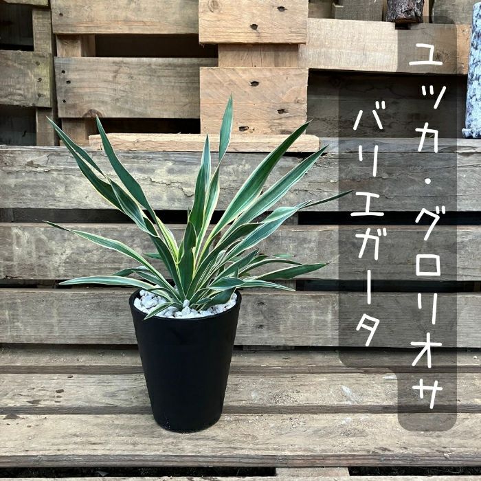 観葉植物現品販売