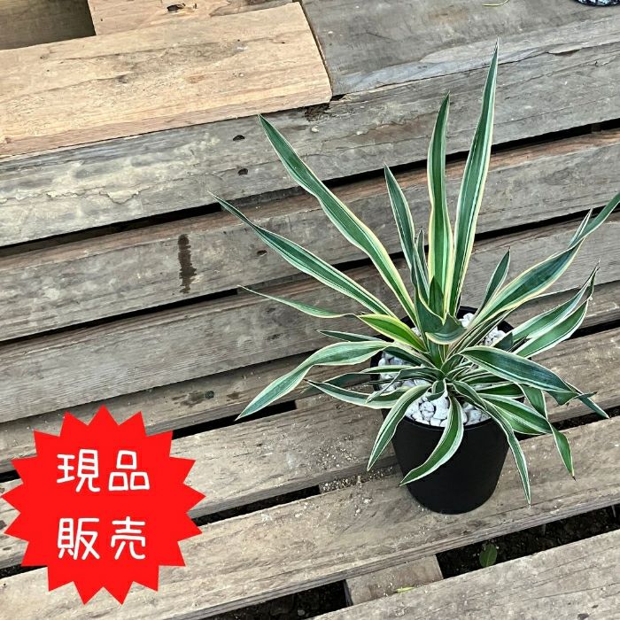 観葉植物現品販売