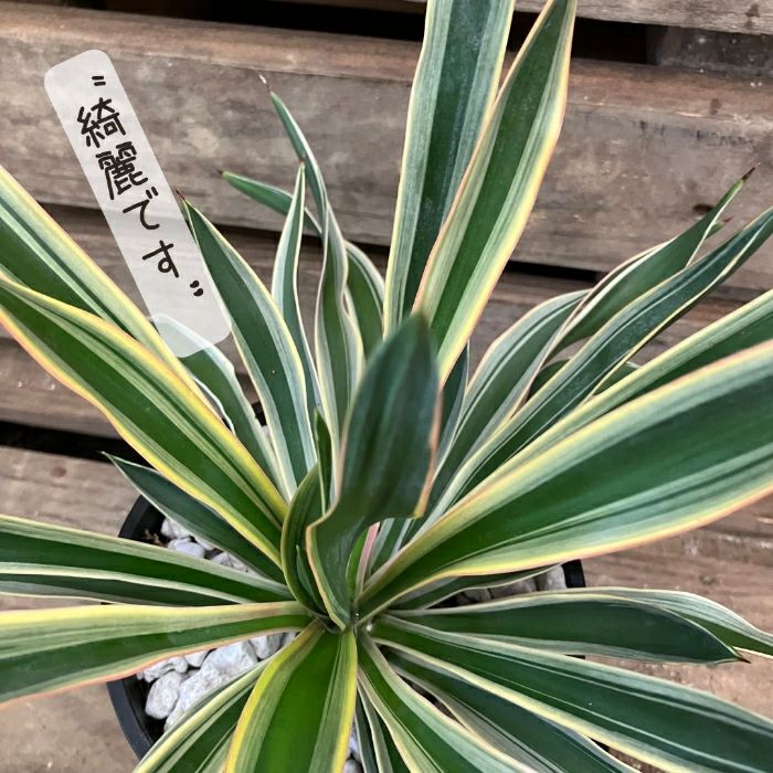 観葉植物現品販売