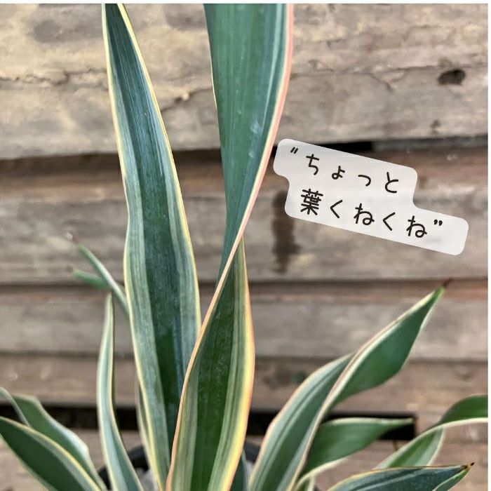 観葉植物現品販売