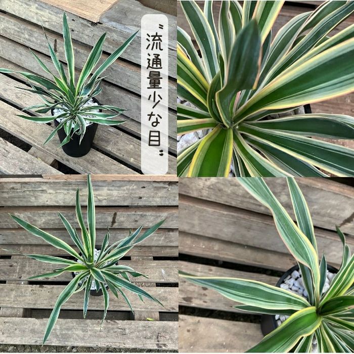 観葉植物現品販売