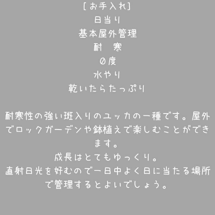 観葉植物現品販売