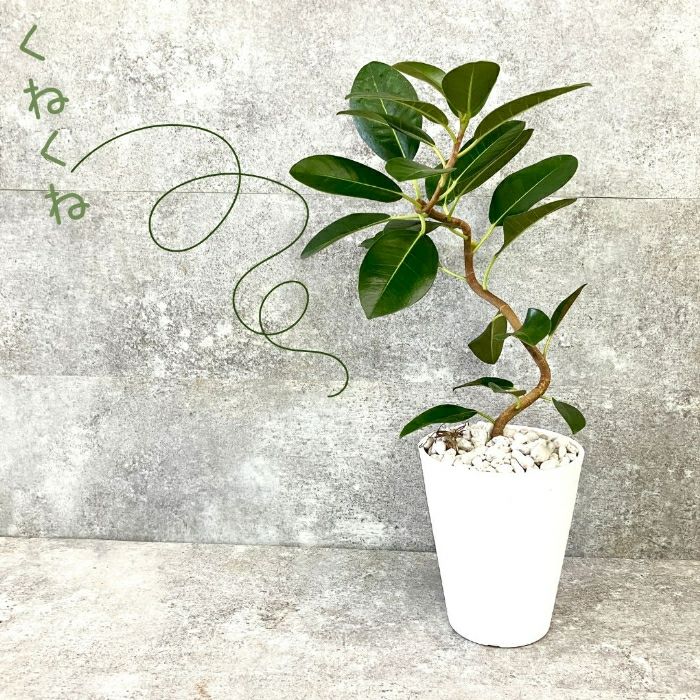 観葉植物現品販売