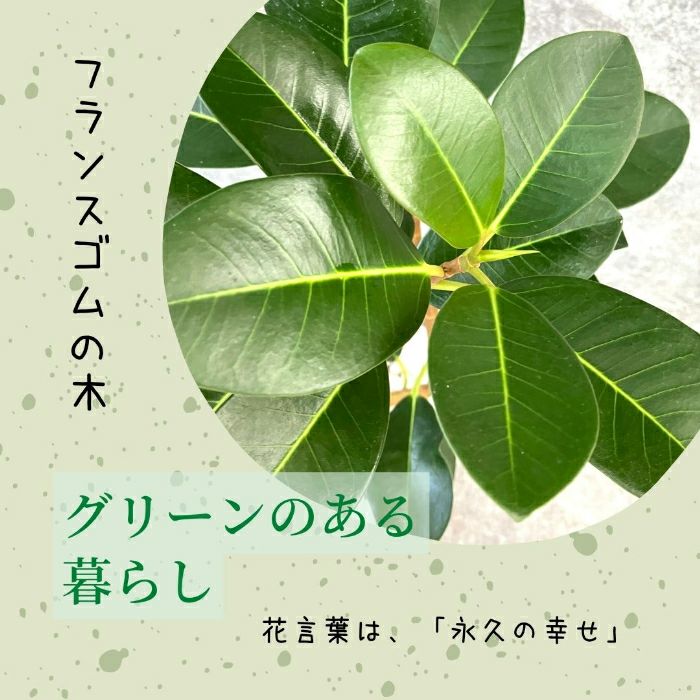 観葉植物現品販売
